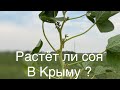 Растёт ли соя в Крыму?