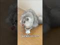 イマイチなおやつの時の猫 【サイベリアン】 #Shorts