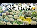 直売所に並べる85品種紹介します。