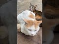 #cat #funny #pets #love #family 🙂↔️🙂↔️🙂↔️🫡🫡🫨🫨