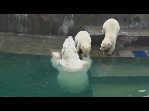 Видео: Герда учит медвежат плавать. 11.05.2023
