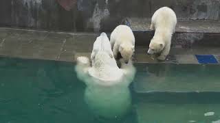 Герда учит медвежат плавать. 11.05.2023