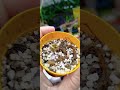 Drosera Ramellosa
