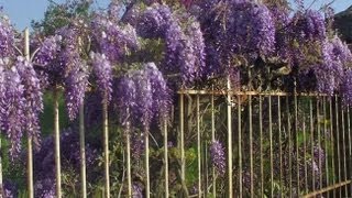 Planter une glycine