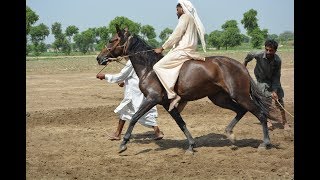 How they break and train horses for racking in Punjab