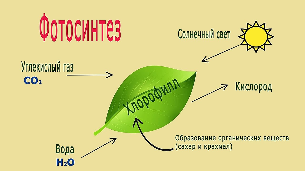 Фотосинтез видео