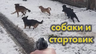 Как стартовый пистолет действует на собак?