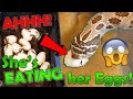 Our Hognose Snake tries to EAT her Babies!!