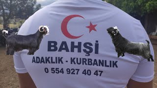 2023 KURBANLIK SATIŞLARI BAŞLADI & KURBANLIK FİYATLARI CANLI KİLO KURBANLIK BİLGİLERİ