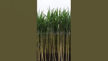 Sugarcane | Sweet or Bitter?