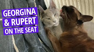 The one where Rupert and Georgina are relaxing on a chair | Russian Blue Kitten and Burmese Cat by Rupert the Cat and Family 491 views 2 years ago 3 minutes, 34 seconds