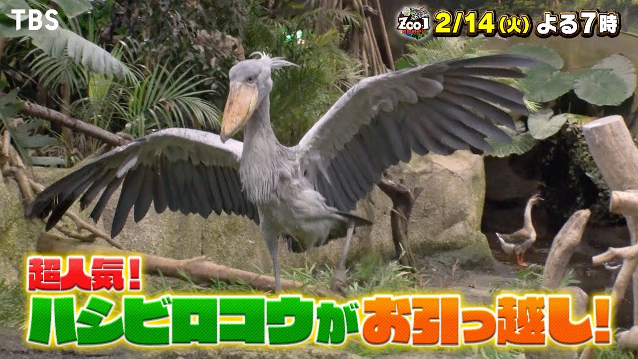 ハシビロコウ＆ホッキョクグマ お引越し!!『ZOO-1グランプリ』2/14(火 