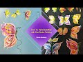 Learn to Paint - FolkArt One Stroke: Relax and Paint With Donna - Butterflies | Donna Dewberry 2020