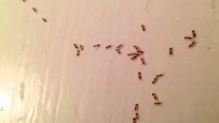 Grease Ants