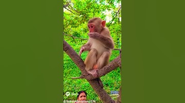 Monkey Regrets Stealing Durian 🤢🐒  Funniest Reaction Ever!