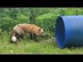 Pan the fox walks on grass for the first time!