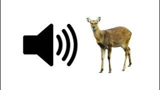 Rusa - Efek Suara