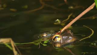 Cuban Tree Frog Call  Osteopilus Septentrionalis