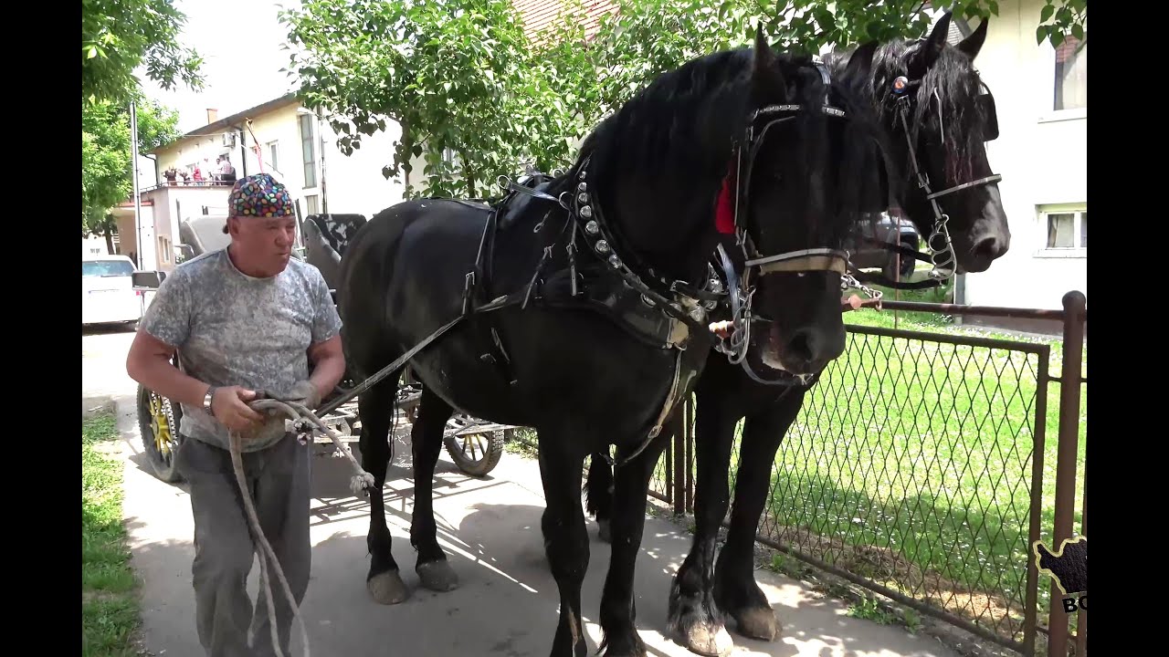 Žena me napustila,ostali su konji.Sad sam rahat
