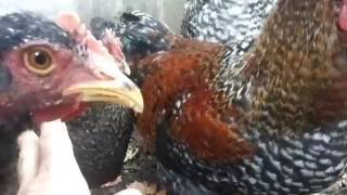 Когда куры начинают нести яйца.When the chickens start to lay eggs.(МОЯ КУРОЧКА СНЕСЛА ПЕРВОЕ ЯЙЦО.When the chickens start to lay eggs., 2016-10-13T10:52:27.000Z)