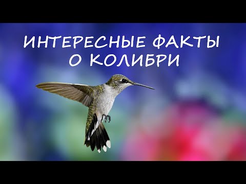 ЕДИНСТВЕННАЯ ПТИЦА, КОТОРАЯ МОЖЕТ ЛЕТАТЬ ЗАДОМ НАПЕРЕД