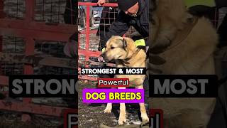 Strongest & Most Powerful Dog Breeds#StrongestDogs #PowerfulDogs #DogBreeds