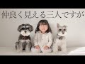 【癒しの暮らし】犬と子どもの三姉妹【シュナウザージジトト】Miniature schnauzer with daughter : Cute dogs and kids