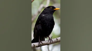 صوت طائر الشحرور Bird Sound Black 