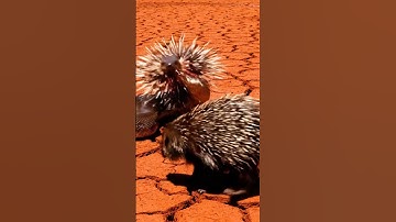 🐍 Porcupine Rescues Monkey from GIANT PYTHON! #UltimateSurvival #HiddenWeapon #DesertHorror #Viral