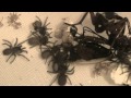 Monocentropus balfouri slings collective feeding