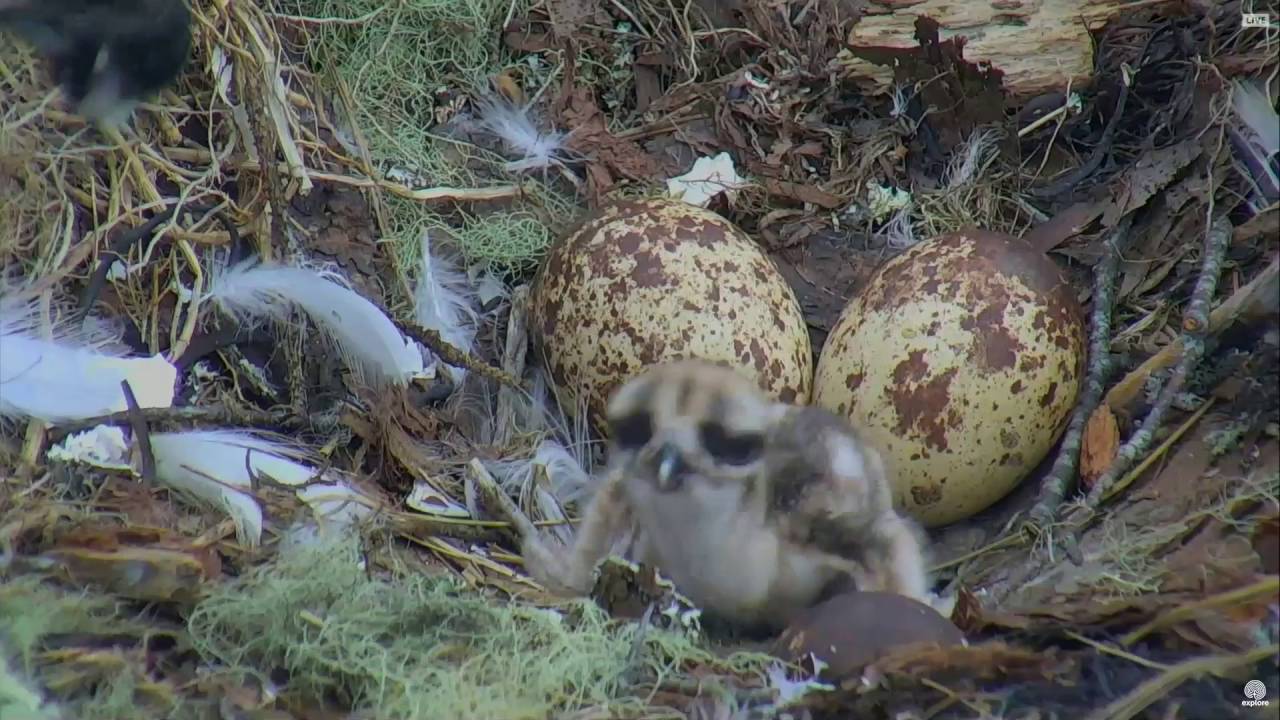 osprey baby