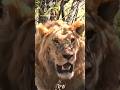 Oloimina Chased Away A Nomad Lion Aged Around 4years In Mara Grasslands Nomad Must Be A Tanzanian Oloimina Chased Away A Nomad Lion Aged Around 4years In Mara Grasslands Nomad Must Be A Tanzanian
