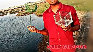 collecting Indian river fishes using aquarium fish net(river Guppy fish,river cichlid fish,etc,..)