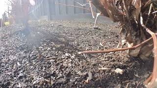 Waffles the Tuxedo Cat Walking and Checking out Pine Trees