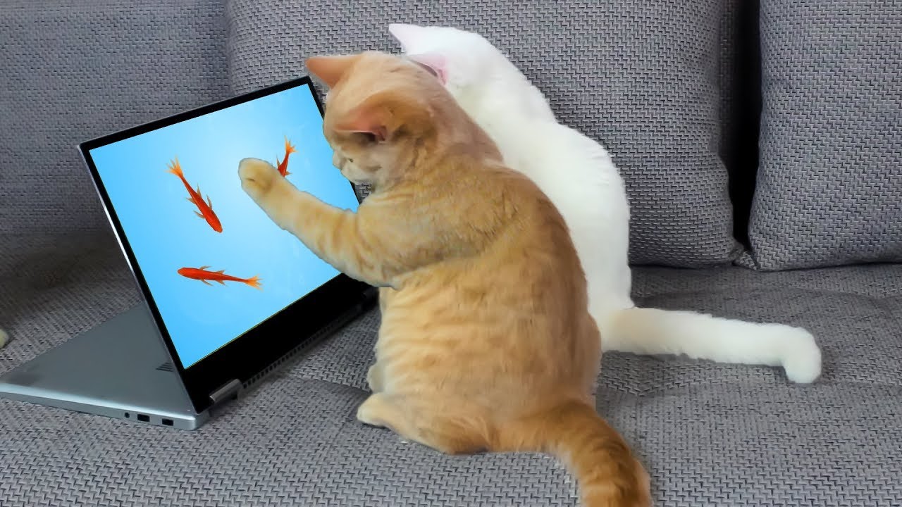 Reakce Koček Na Video Hry Pro Kočky - YouTube