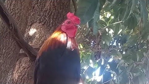 ไก่ป่าลูกผสมf3 30.11.2021