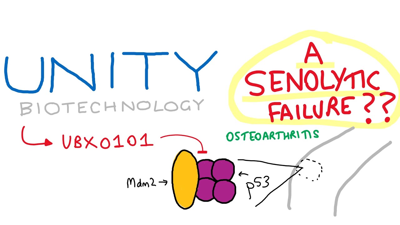 Unity Biotechnology & UBX0101 a senolytic failure? YouTube