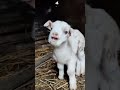 يا غنماتي انتو حياتي خواريف كيوت Eid Lamb يا غنماتي انتو حياتي خواريف كيوت Eid Lamb