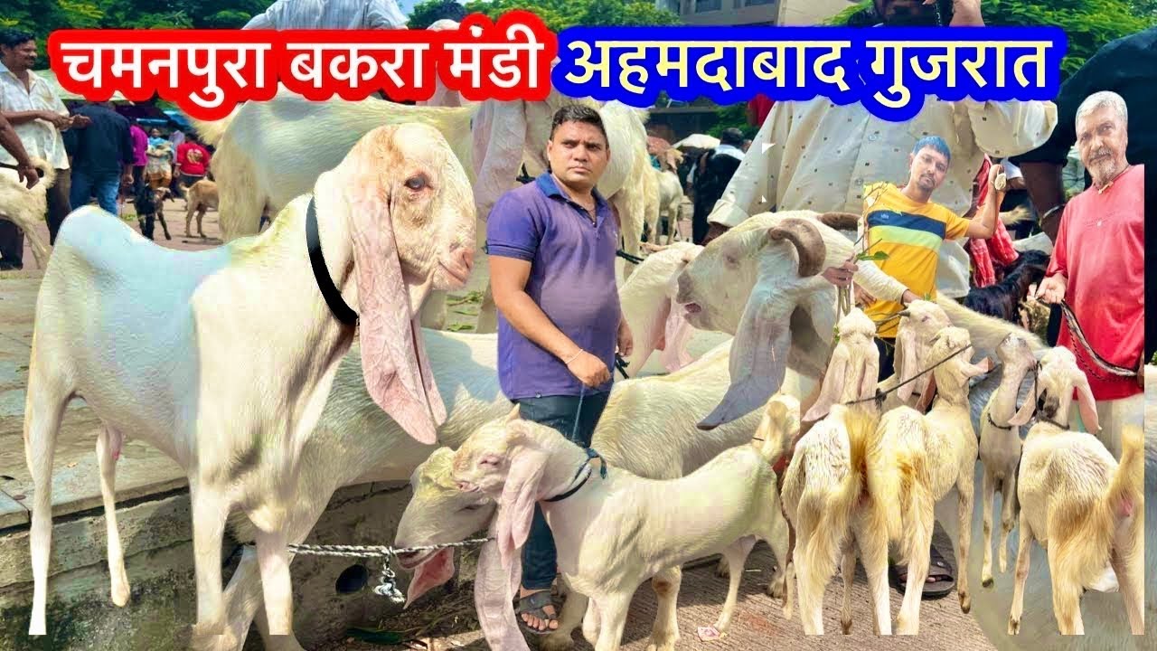 chamanpura bakra mandi❤️Goat gallery | 
