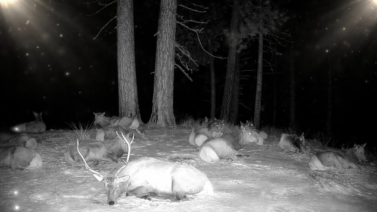 Caught Sleeping! Wildlife on Idaho Trail Cameras | Week 2