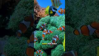Nemo: Jantan Jadi Betina #youtubeshorts #shortvideo #shorts #short #video