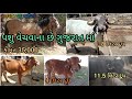 ગુજરાત માં પશુ વેચવાના છે જેમાં 3 ગયા 1 ઘોડી અને 1 ભેંસ છે લીલડી ગીર , જાફરાબાદી ભેંસ gujarat pashu