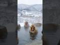 For monkeys weather is delightful #animation
