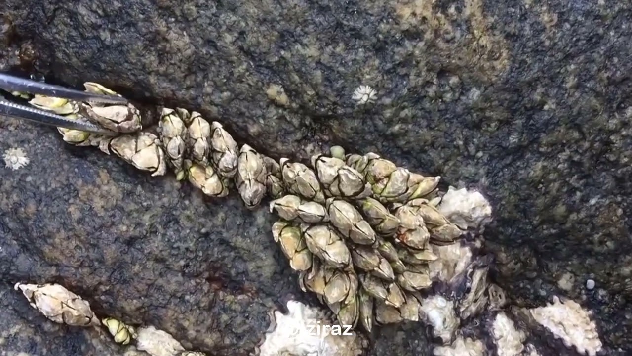 You Know What Is This Episode 801