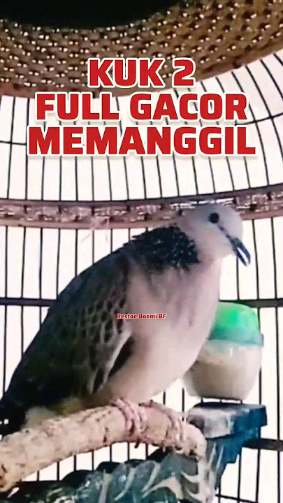 Tekukur Kuk 2 Gacor Suara Besar Memanggil Lawan