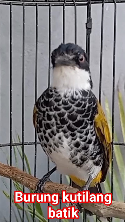 Burung kutilang batik