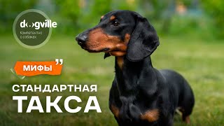 видео: Мифы о породе Стандартная такса — с заводчиком картинка: Мифы о породе Стандартная такса — с заводчиком