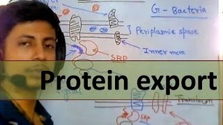 Protein synthesis and export in cell