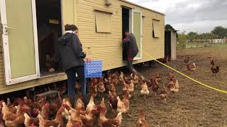 🐓 Les Poulaillers Mobiles de la Ferme de Pibot