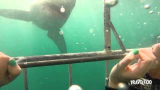 Shark Diving in South Africa: Travelzoo Experience
While on her Travelzoo Experience, Deal Expert Amanda M. dropped into a shark cage to witness Great Whites in action.
Work Perk: One of the most coveted perks at Travelzoo is the Travelzoo Experience, in which Deal Experts GoPro camera in hand take advantage of the same travel, entertainment and local deals we publish to our members and report back on their experience.
Music: “Keep In Style” by Dr. Wylie
Available on the Free Music Archive www.freemusicarchive.org/
Under CC BY license http://creativecommons.org/licenses/by-nc-sa/3.0/us/legalcode
Join for free: https://www.travelzoo.com
Facebook: https://www.facebook.com/travelzoo
Twitter: https://twitter.com/Travelzoo Shark Diving in South Africa: Travelzoo Experience